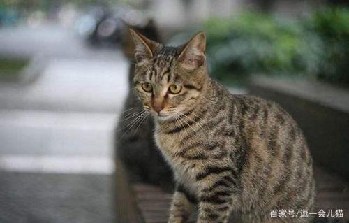 黑狸花猫变成人了吗视频